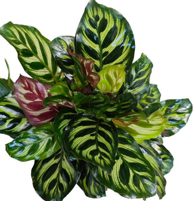 Calathea Peacock