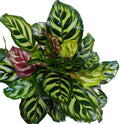 Calathea Peacock