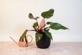 Philodendron Pink Princess
