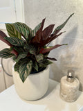 Calathea Ornata (Pinstripe Calathea)