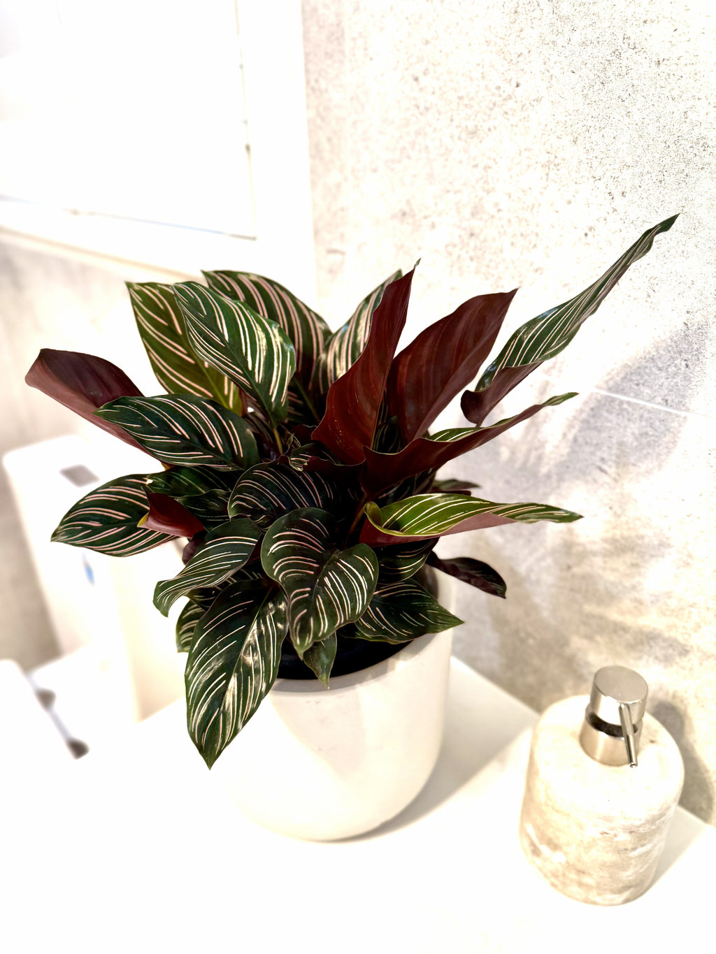 Calathea Ornata (Pinstripe Calathea)