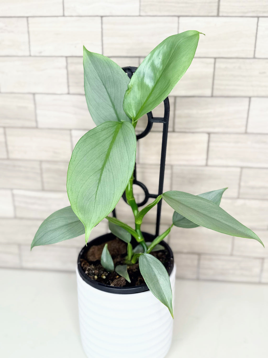 The Philodendron Silver Sword