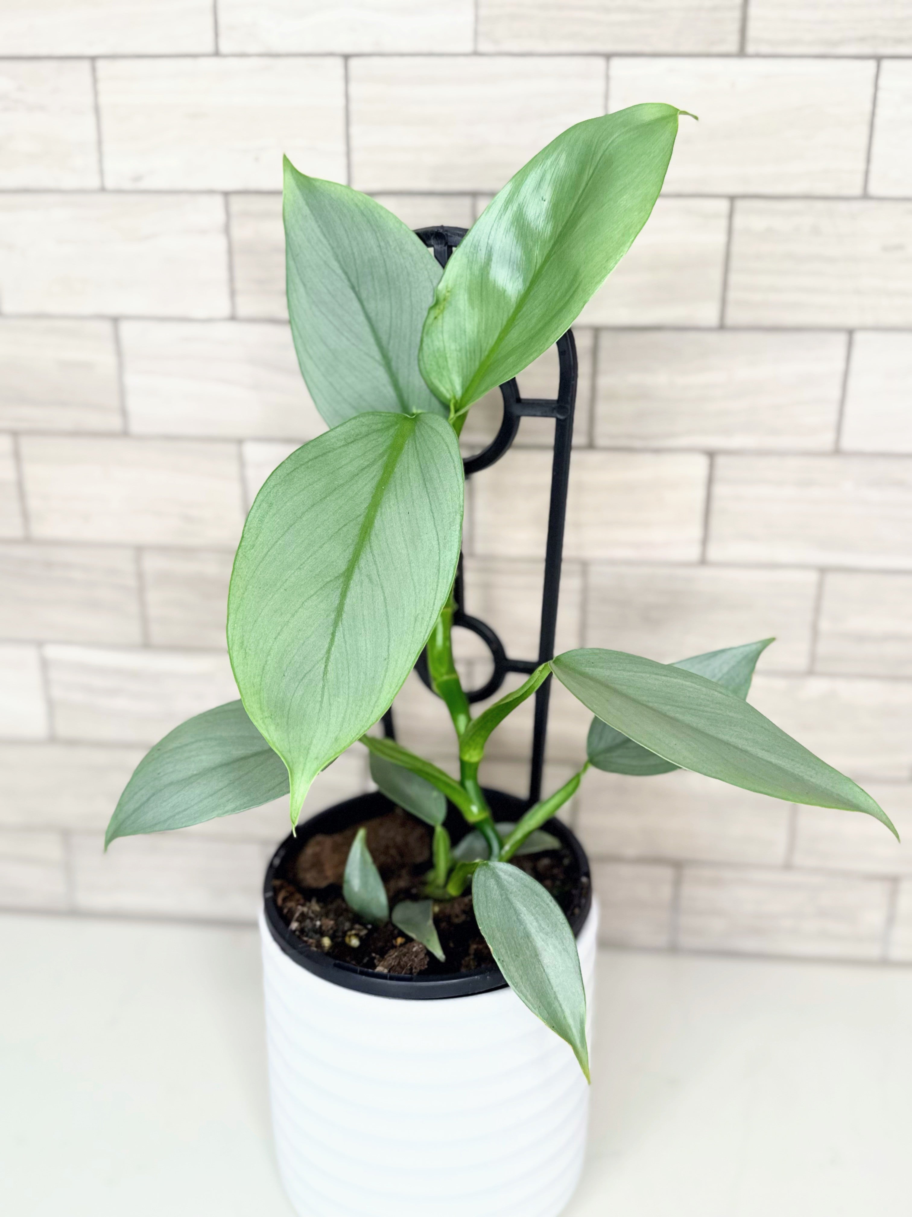 The Philodendron Silver Sword