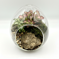 Terrarium Clean Top